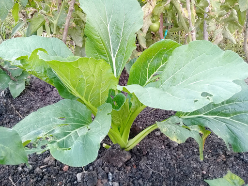 Mustard greens