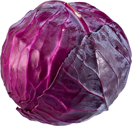 Cabbage 